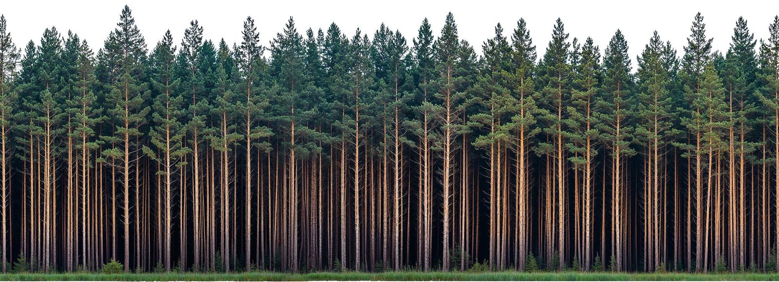 forest_line
